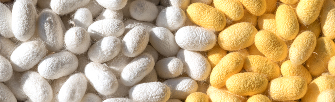 Bombyx Mori (Silk) Еxtract