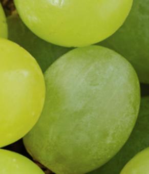 Vitis Vinifera (Grape) Seed Oil