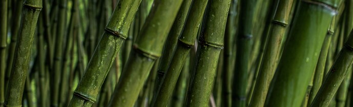 Bambusa Vulgaris (Bamboo) Extract