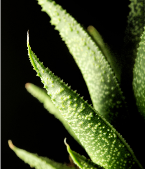 Aloe Barbadensis Extract