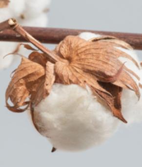 Gossypium Herbaceum (Cotton) Extract