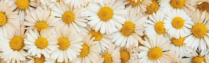 Chamomilla Recutita (Matricaria) Flower Extract