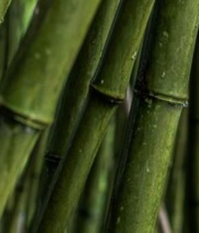 Bambusa Vulgaris (Bamboo) Extract