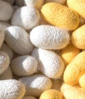 Bombyx Mori (Silk) Еxtract