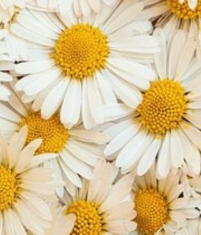 Chamomilla Recutita (Matricaria) Flower Extract