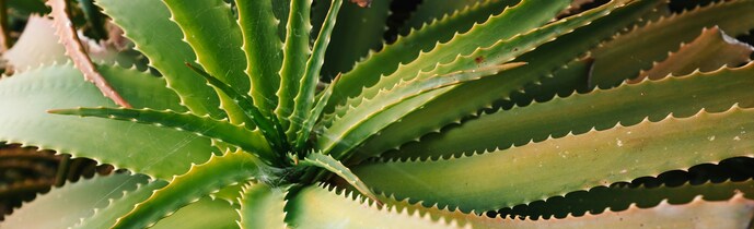 Aloe Barbadensis Extract