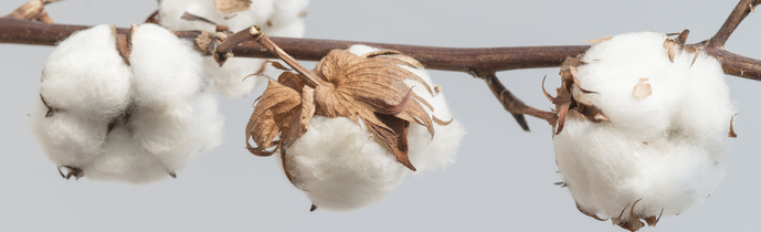 Gossypium Herbaceum (Cotton) Extract